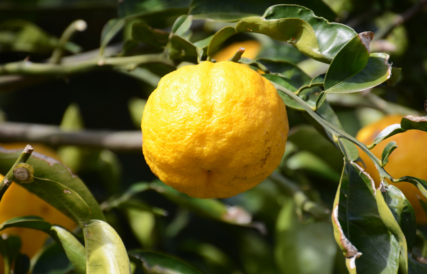 Fresh and ripe yellow Yuzu citrus fruit in a tree with green leaves