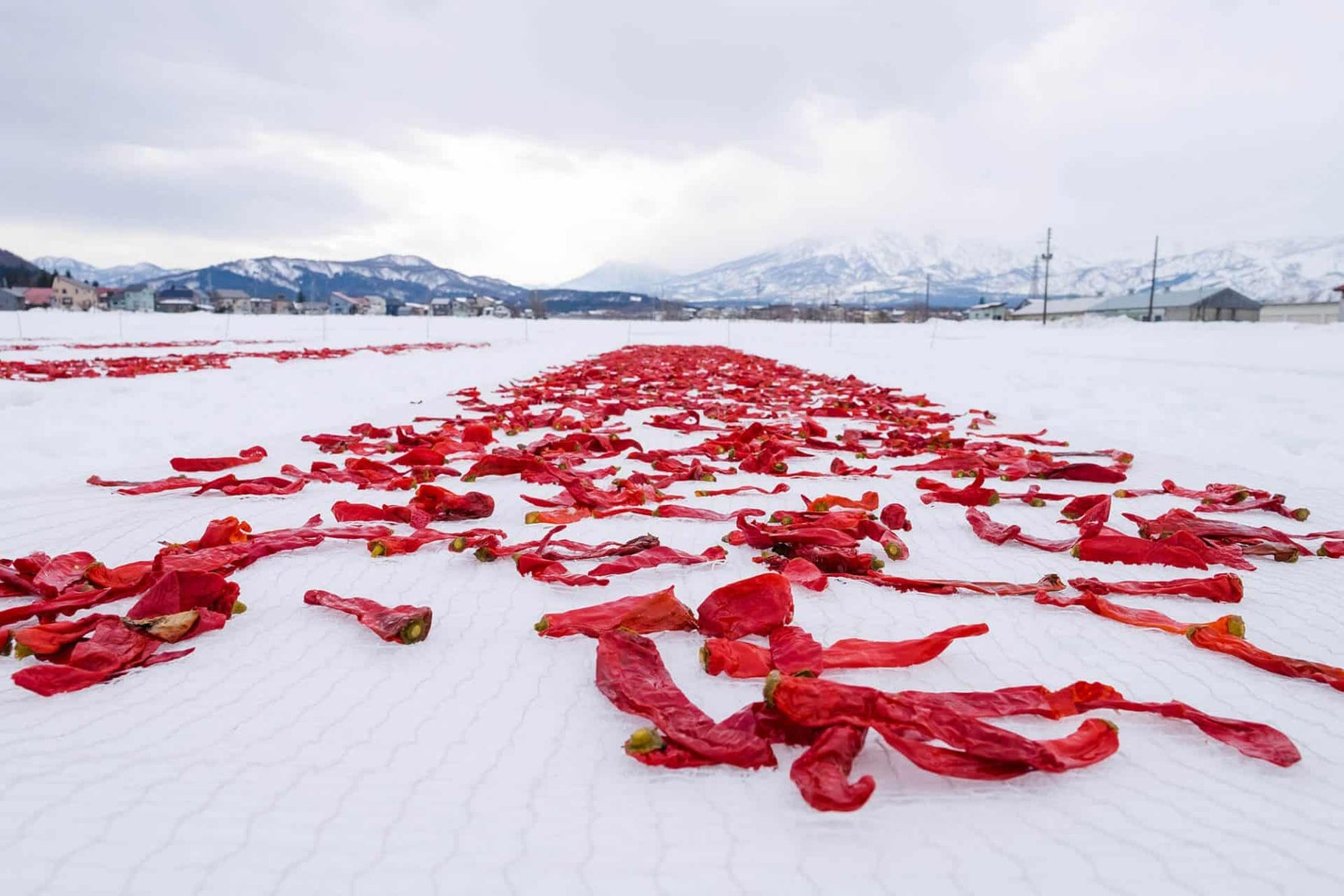 Togarashi Peppers Capsicum Annuum fermenting on a snow field surrounded by mountains in Japan during winter