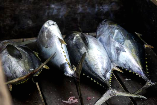 4 large tuna taking a little nap